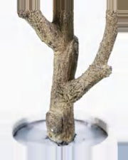 Draille Fiddle Leaf Fig Tree — close-up detail 2, artificial fiddle leaf fig tree