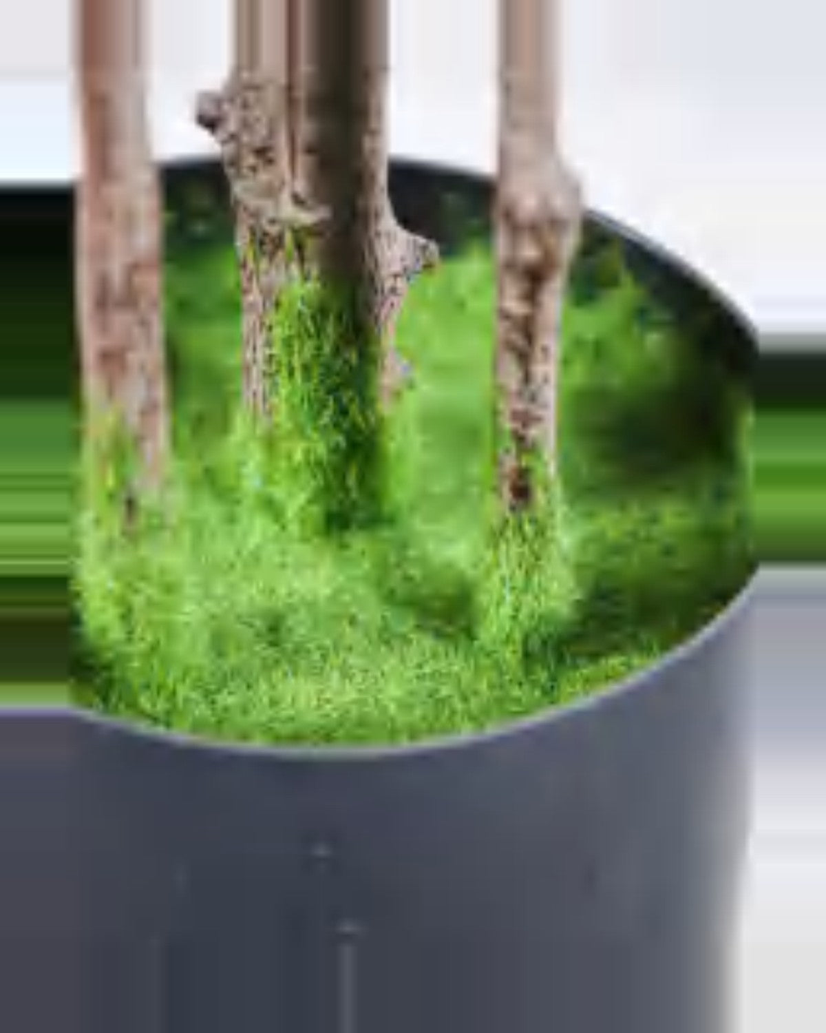 Onda Lacquer Tree — close-up detail 2, artificial lacquer tree