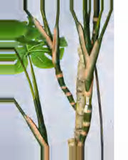 Ambra Monstera Plant — close-up detail 2, artificial monstera plant