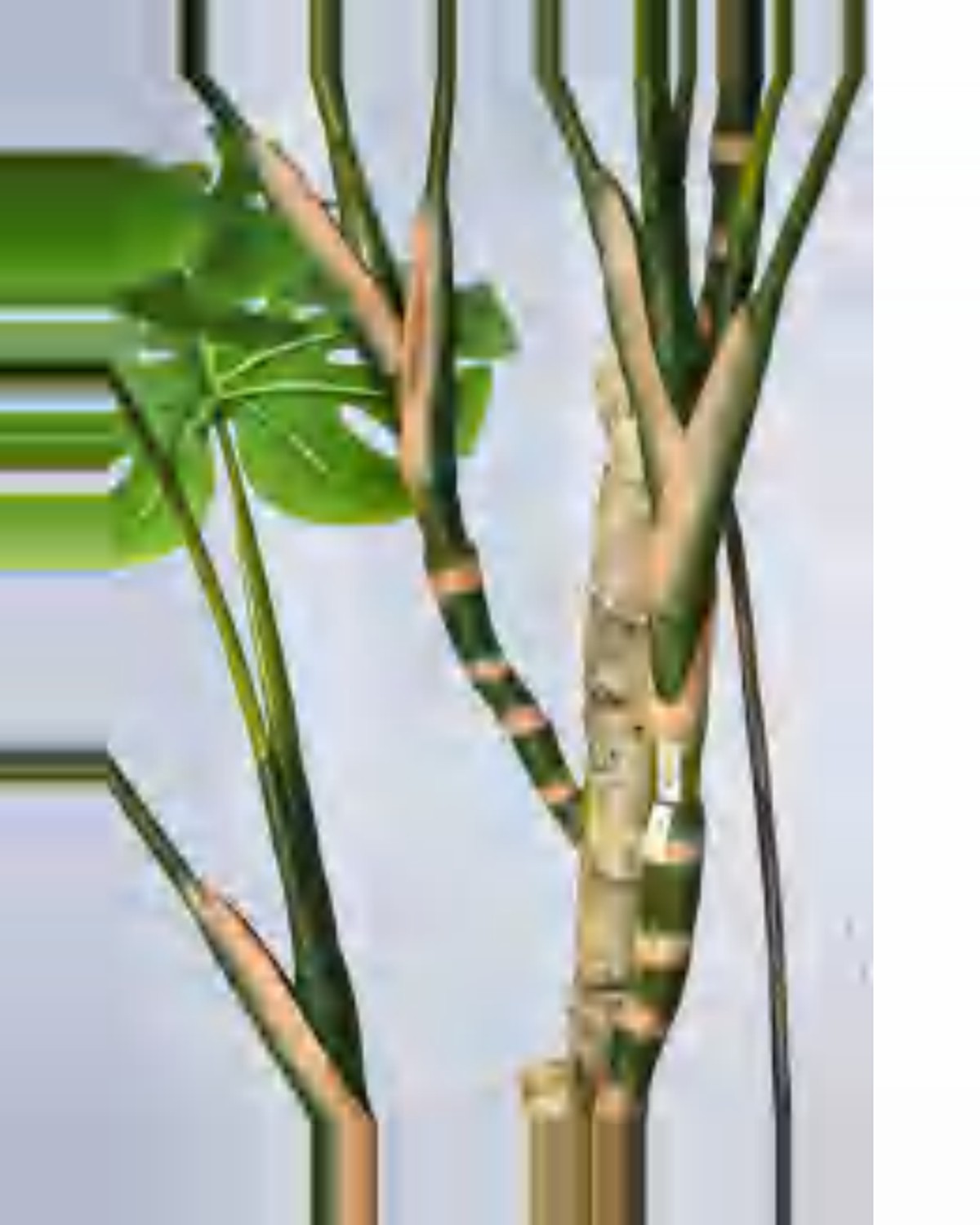 Ambra Monstera Plant — close-up detail 2, artificial monstera plant