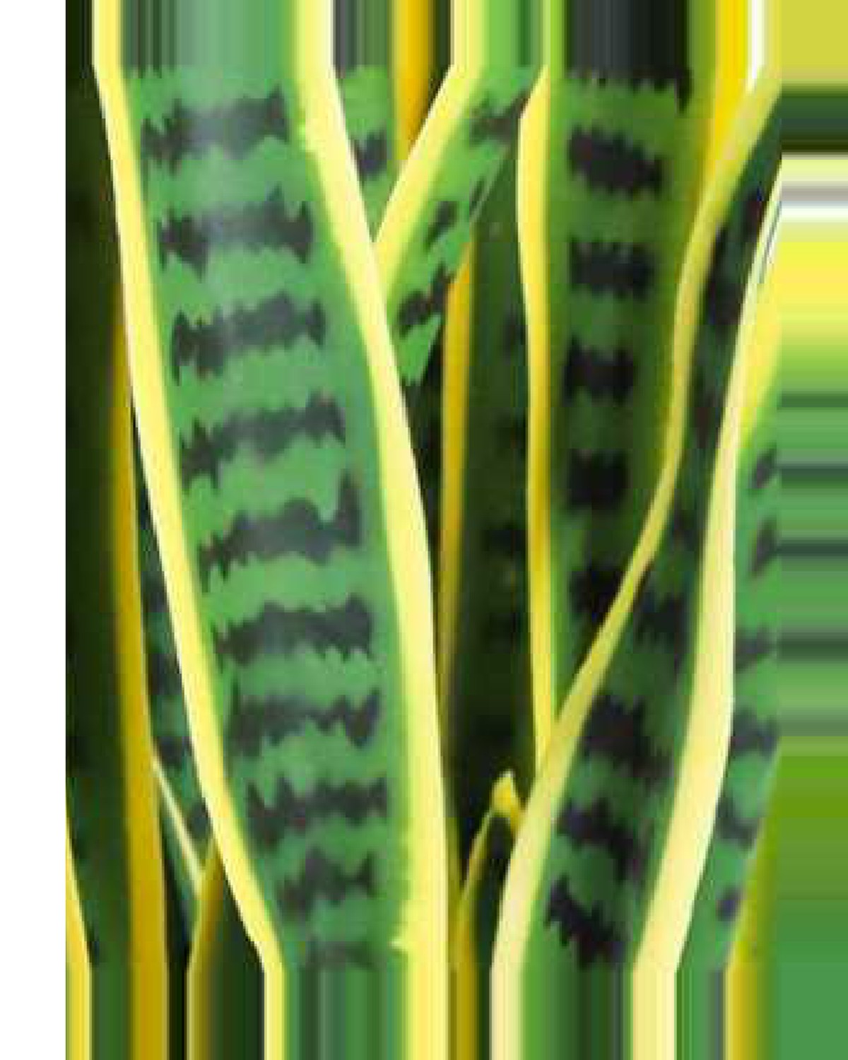 Cabanon Snake Plant — close-up detail 2, artificial snake plant