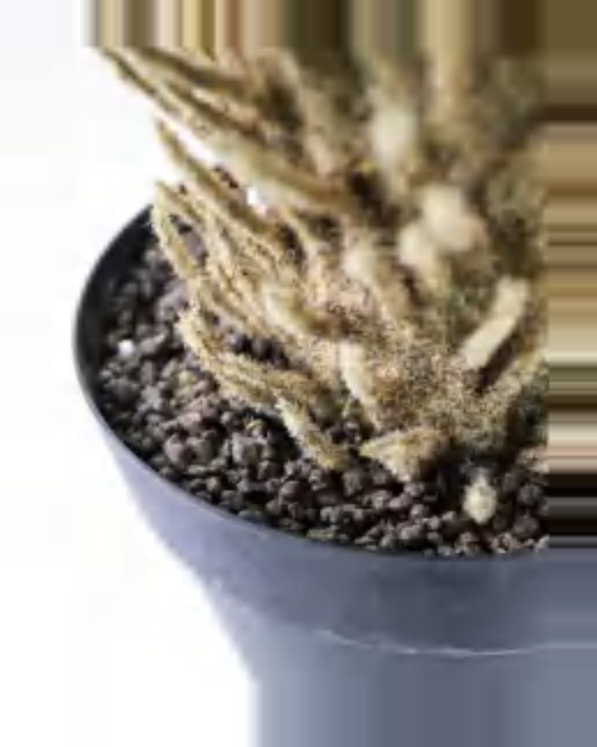 Clapas Sago Palm — close-up detail 2, artificial sago palm
