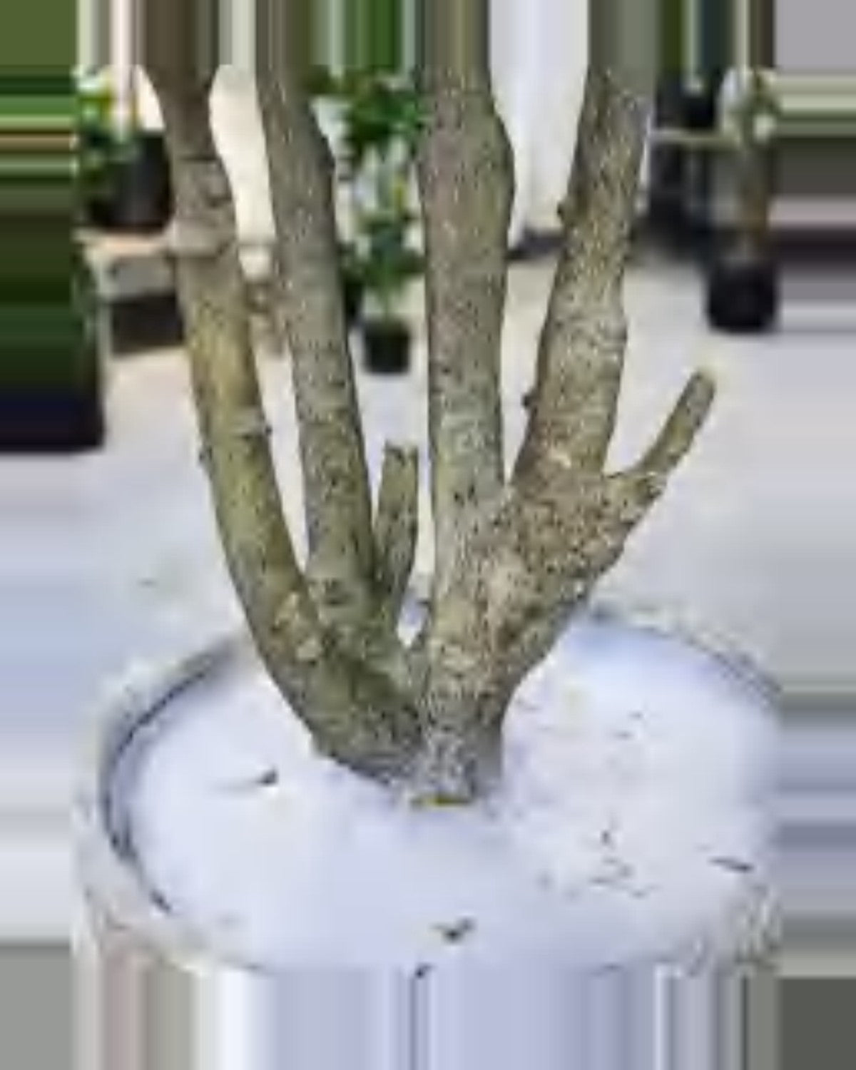 Aria Ficus Tree — close-up detail 2, artificial ficus tree