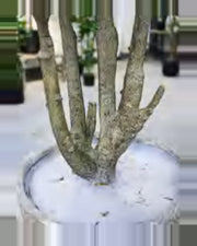 Aria Ficus Tree — close-up detail 2, artificial ficus tree