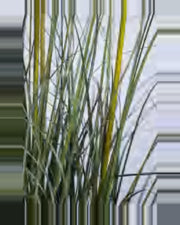 Rosa Onion Grass — close-up detail 2, artificial onion grass
