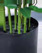 Riva Schefflera Tree — close-up detail 2, artificial schefflera tree