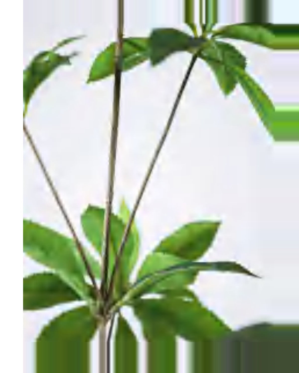 Nova Pieris Tree — close-up detail 2, artificial pieris tree