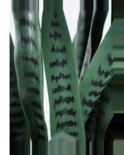 Restanque Snake Plant — close-up detail 2, artificial snake plant