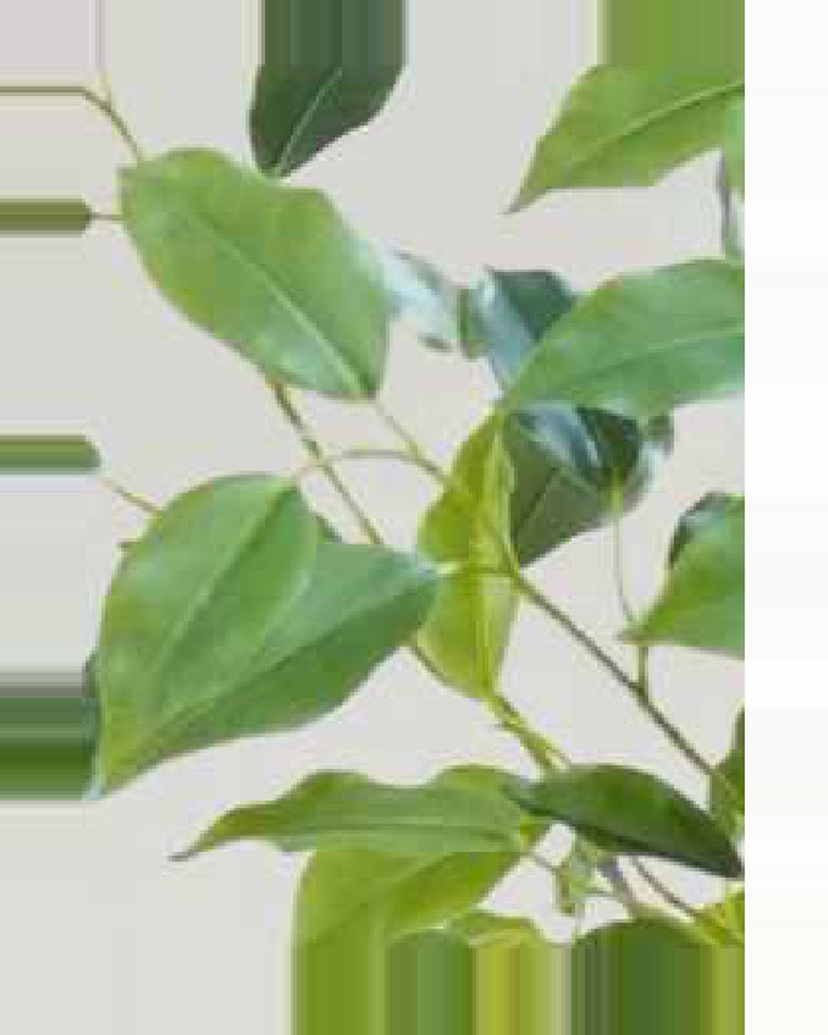 Sole Ficus Tree With Black Trunk — close-up detail 2, artificial ficus tree with black trunk