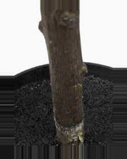 Modica Olive Tree — close-up detail 2, artificial olive tree