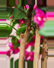 Garrigue Bougainvillea Tree — close-up detail 2, artificial bougainvillea tree