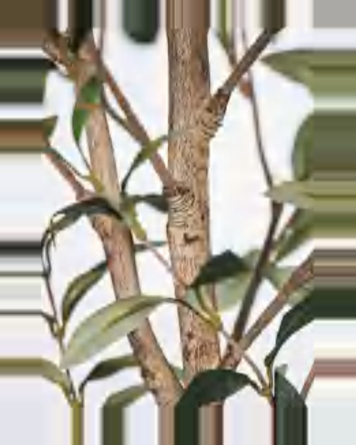 Procida Olive Tree — close-up detail 2, artificial olive tree