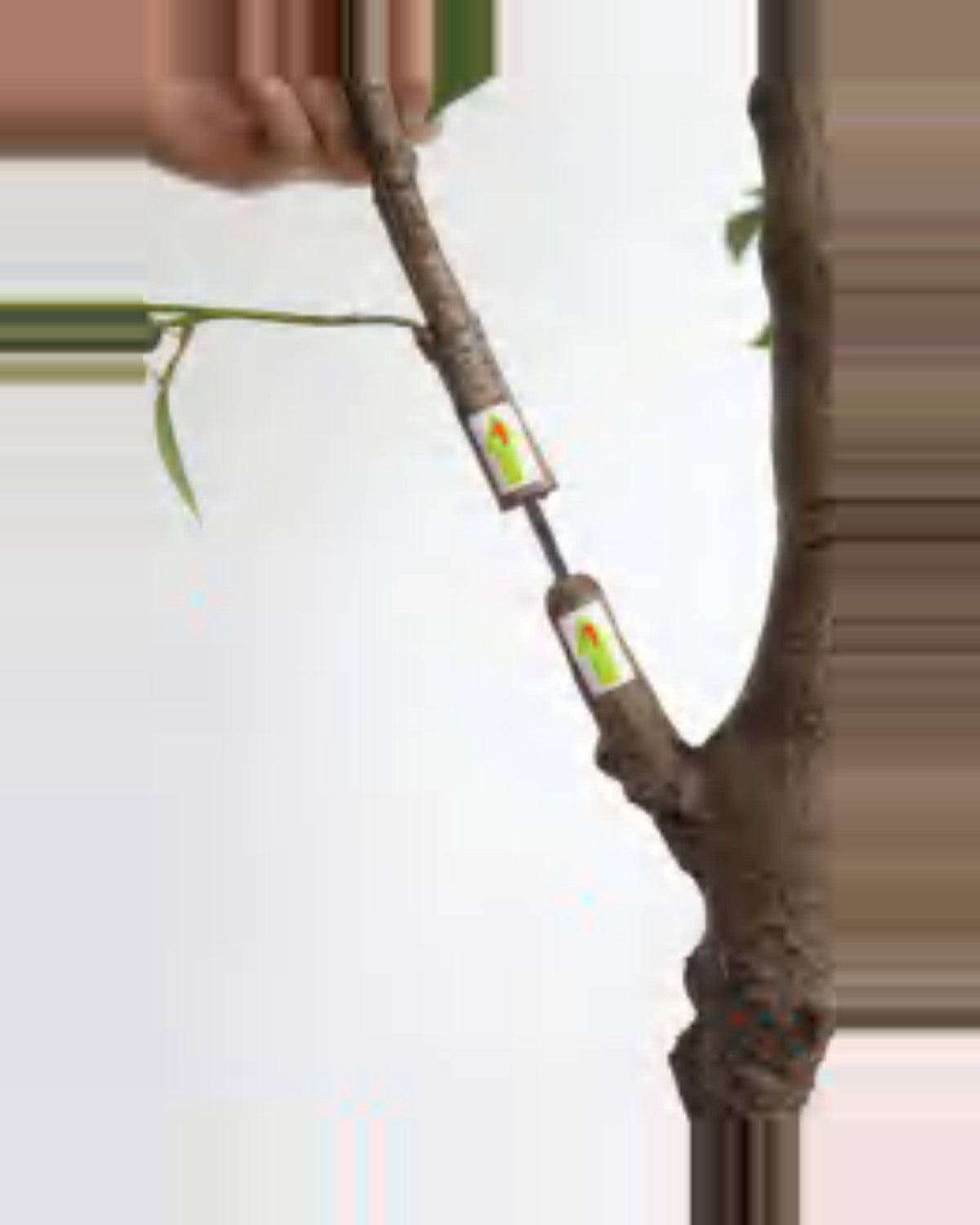 Sole Ficus Tree — close-up detail 2, artificial ficus tree