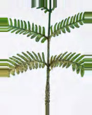 Farigoule Boston Fern Plant — close-up detail 2, artificial boston fern plant