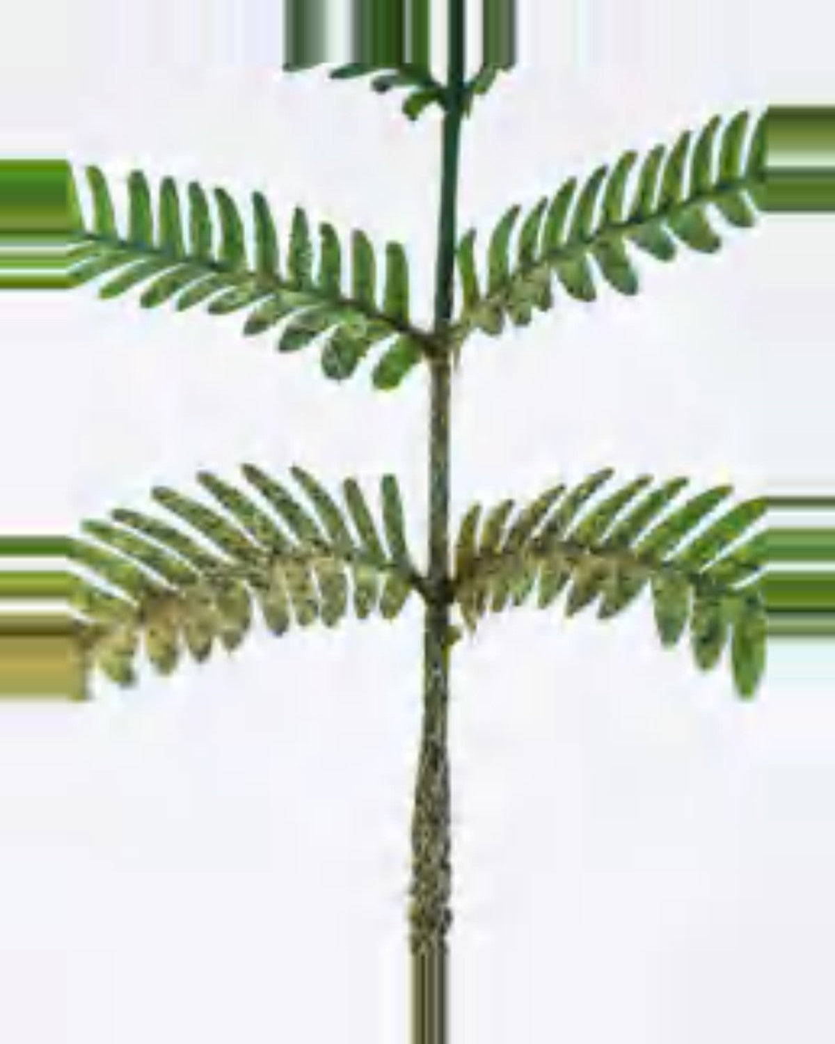 Farigoule Boston Fern Plant — close-up detail 2, artificial boston fern plant