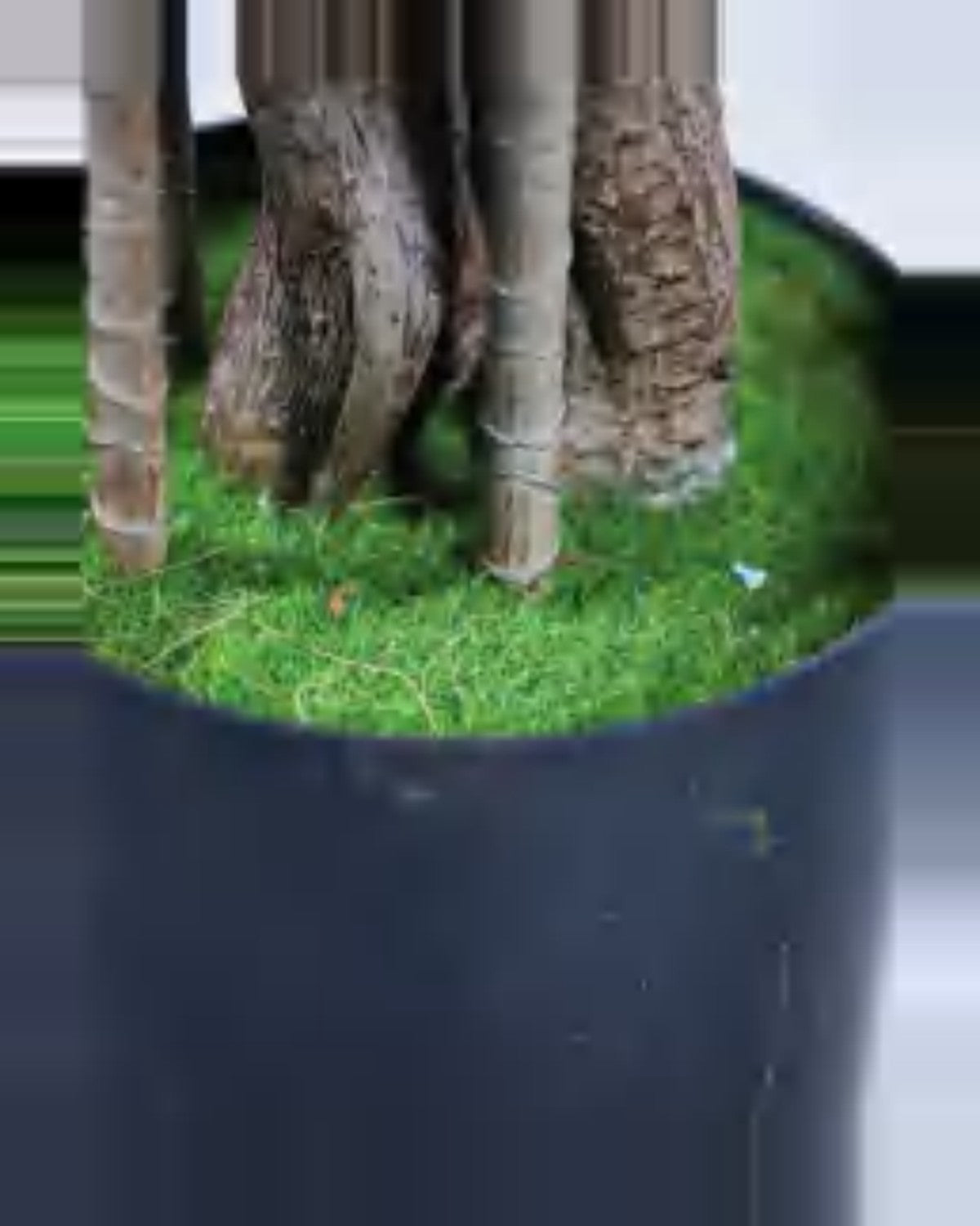 Alma Dracaena Plant — close-up detail 2, artificial dracaena plant