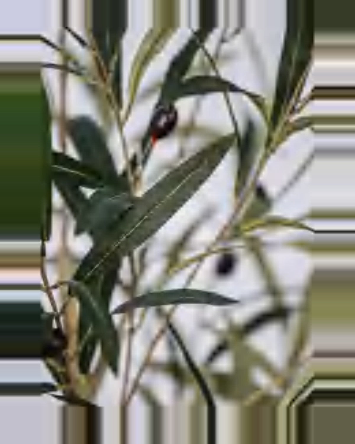 Gallipoli Olive Tree — close-up detail 2, artificial olive tree