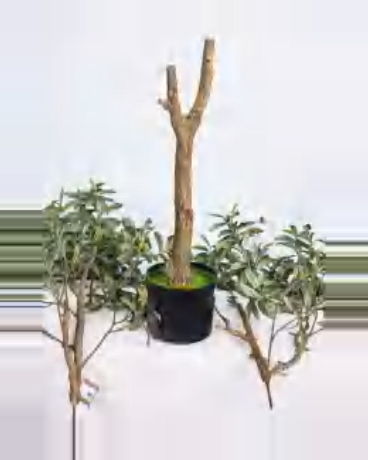 Todi Olive Tree — close-up detail 2, artificial olive tree
