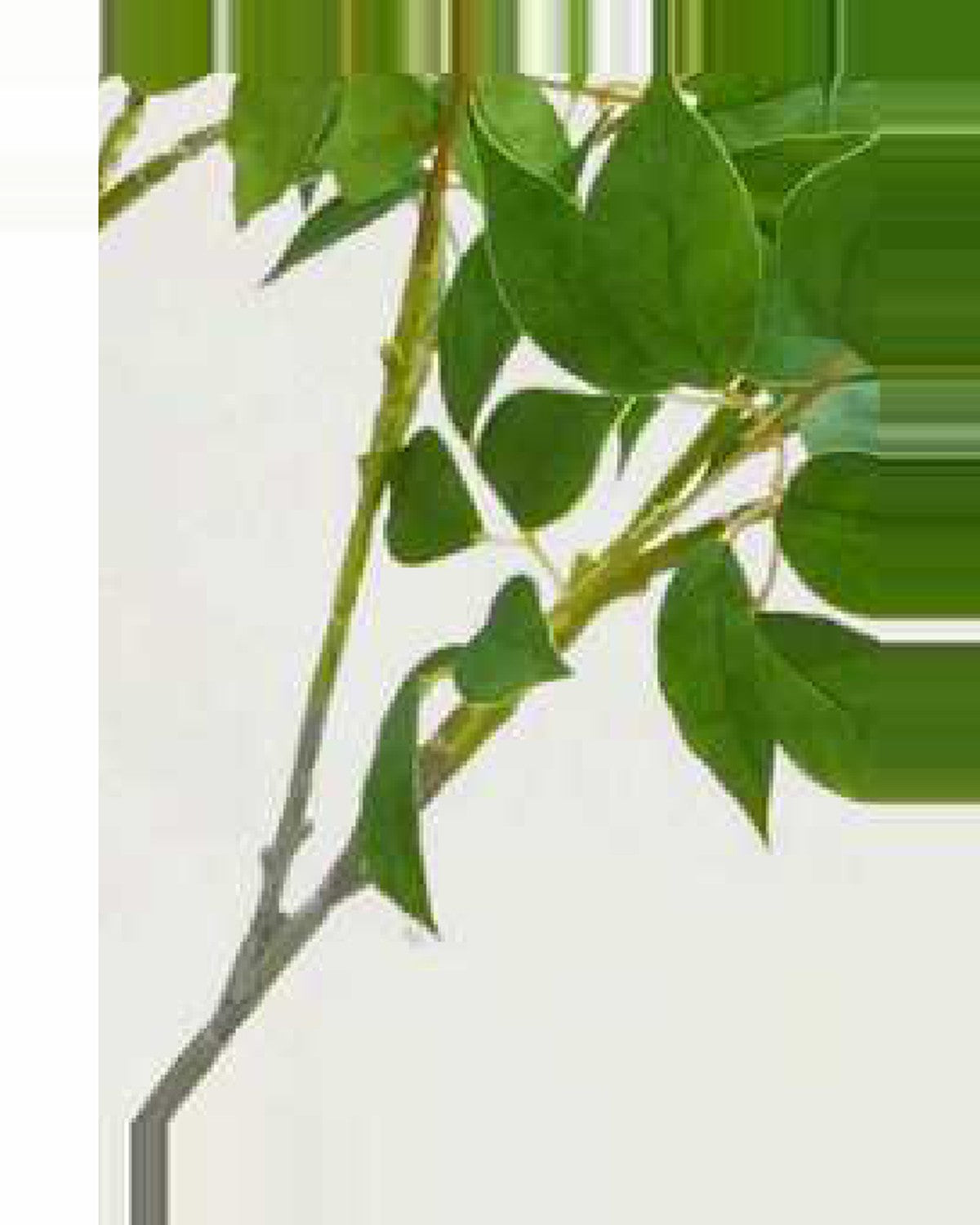 Estive Lucky Leaf Tree — close-up detail 2, artificial lucky leaf tree