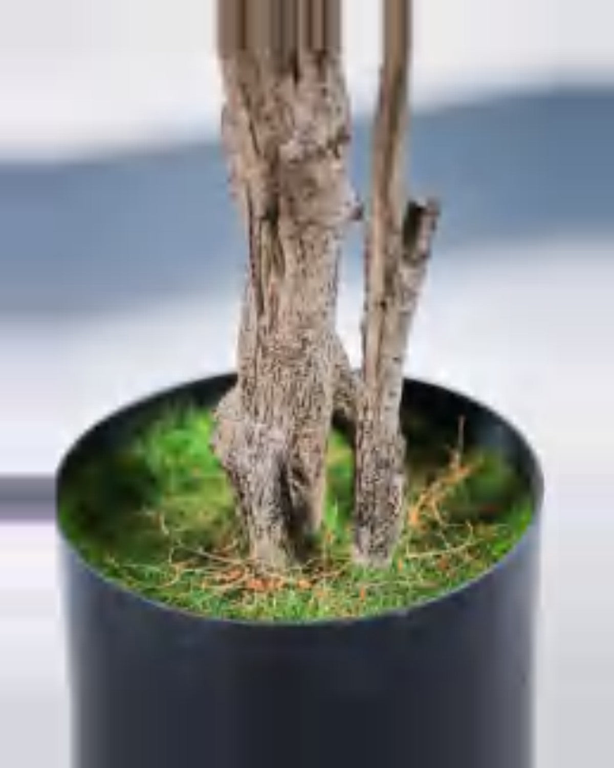 Vela Schefflera Tree — close-up detail 2, artificial schefflera tree