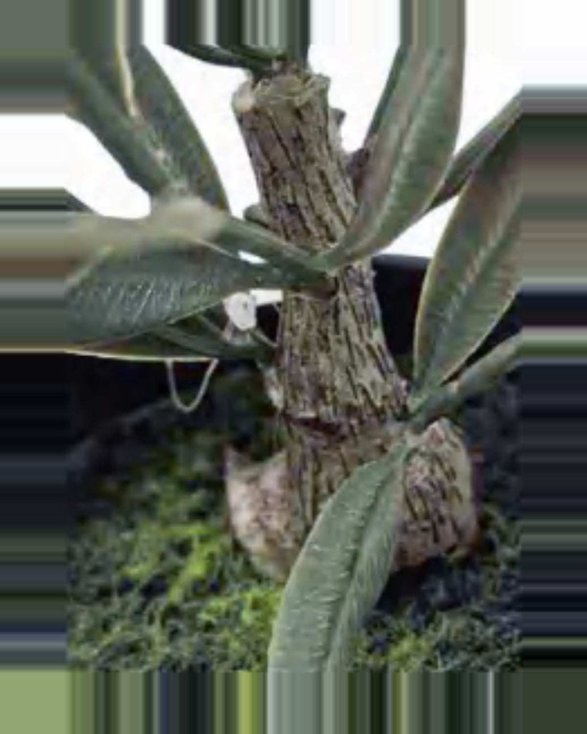 Capri Olive Tree — close-up detail 2, artificial olive tree