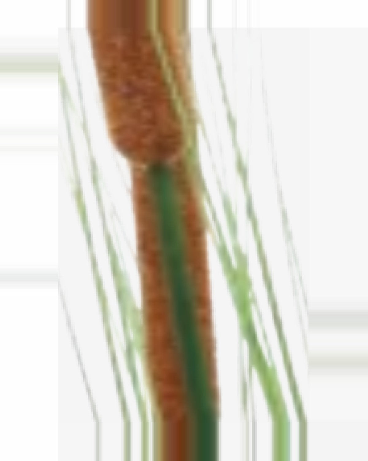 Riva Cattail Grass — close-up detail 2, artificial cattail grass
