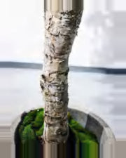 Pietra Birch Tree — close-up detail 2, artificial birch tree