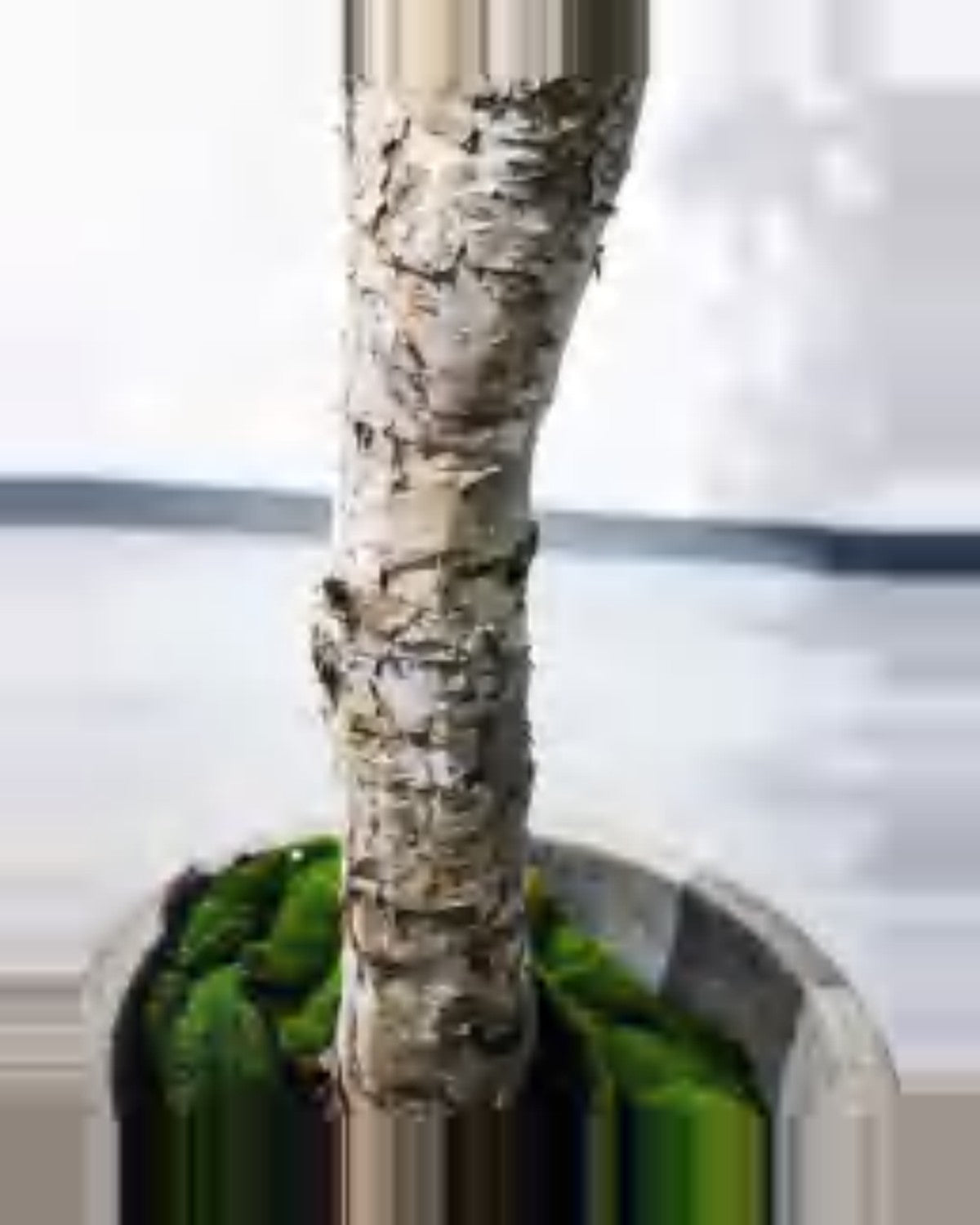 Pietra Birch Tree — close-up detail 2, artificial birch tree