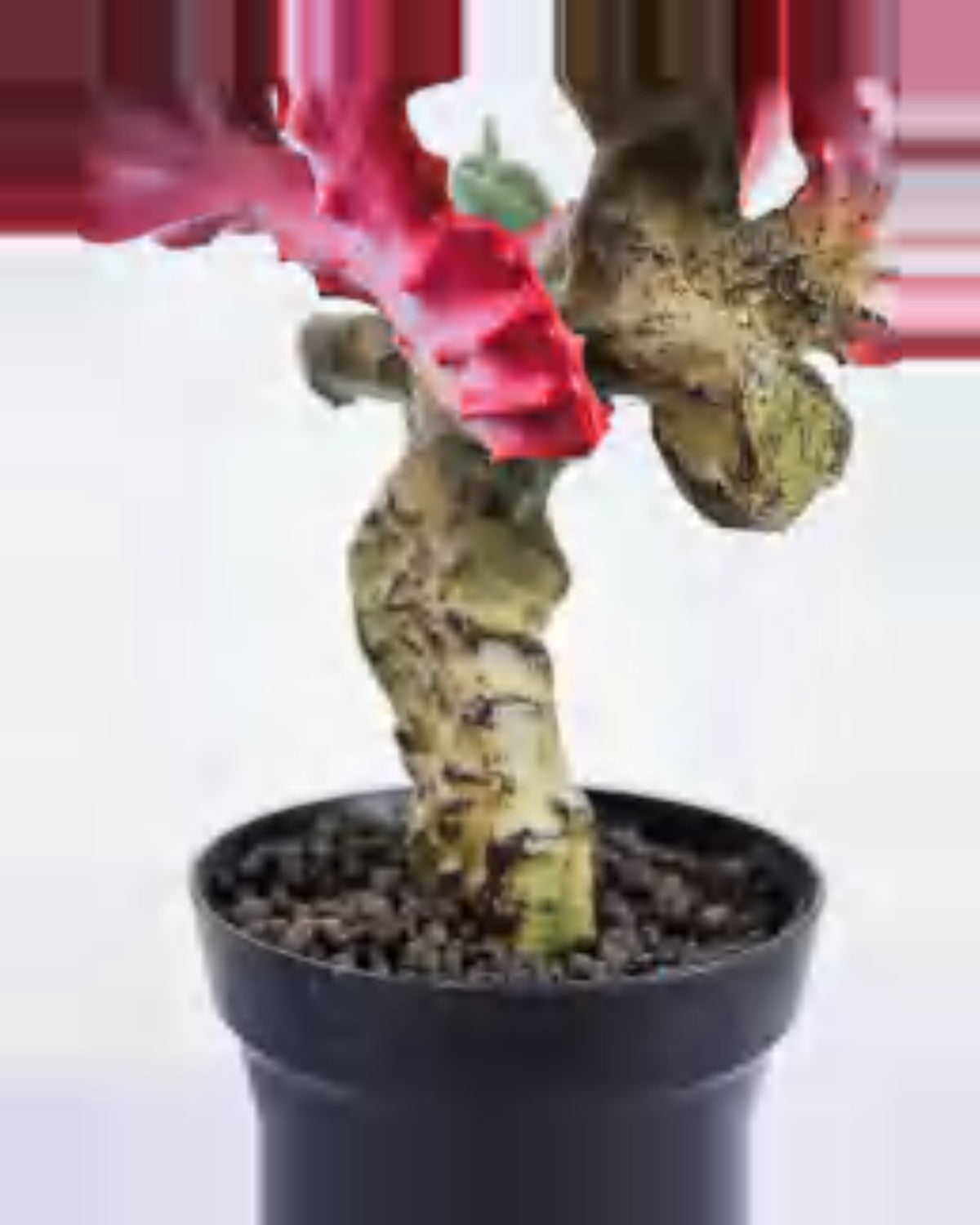Sole Coral Cactus Plant — close-up detail 2, artificial coral cactus plant