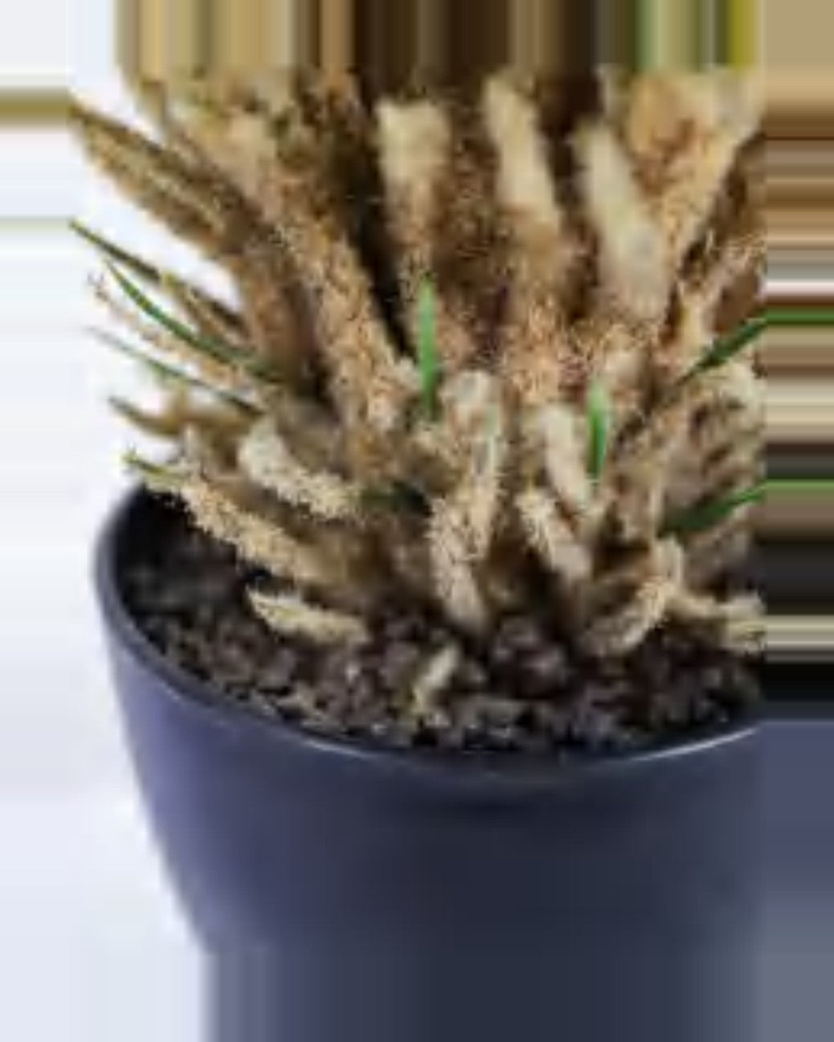 Draille Sago Palm — close-up detail 2, artificial sago palm