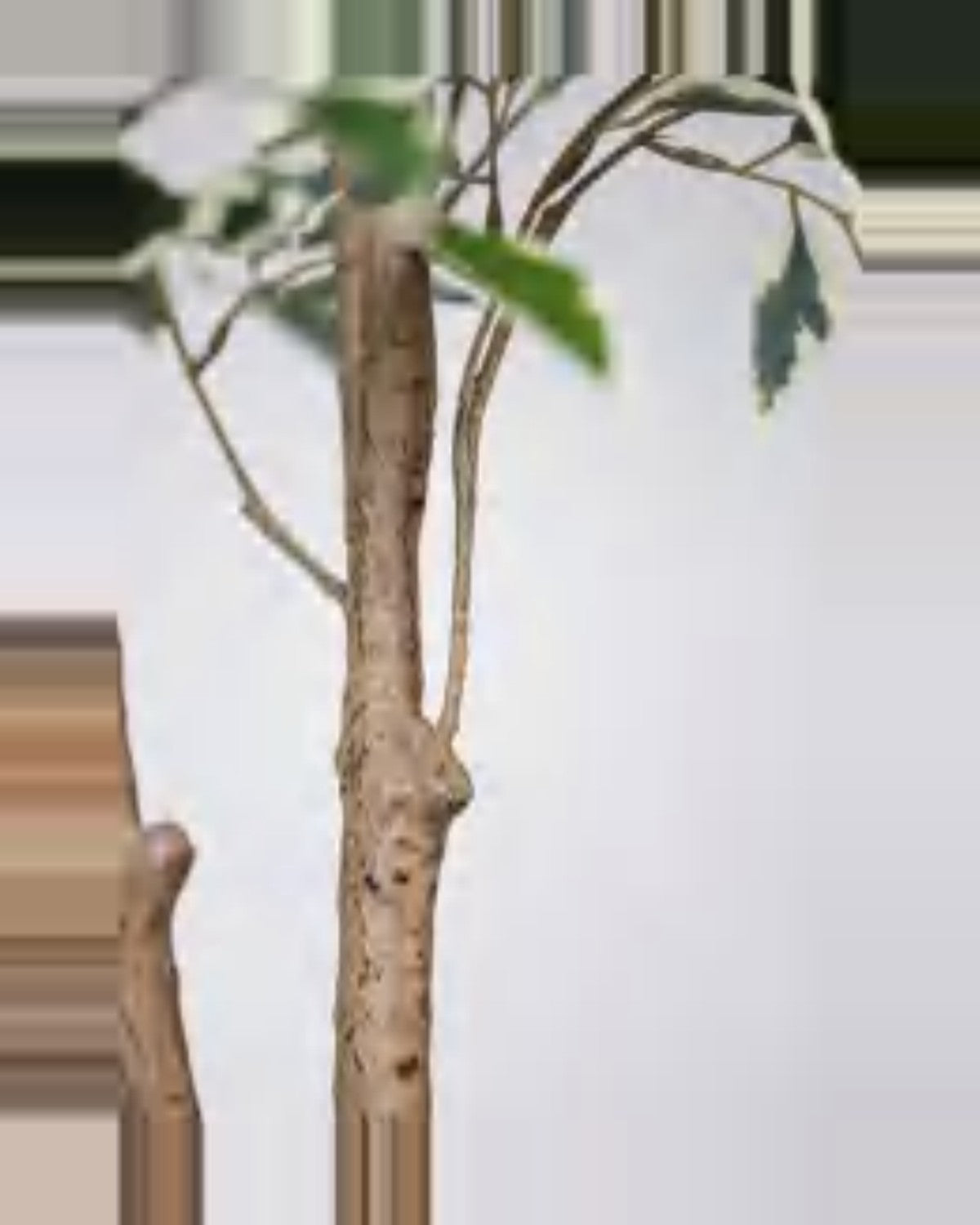 Terra Ficus Tree — close-up detail 2, artificial ficus tree