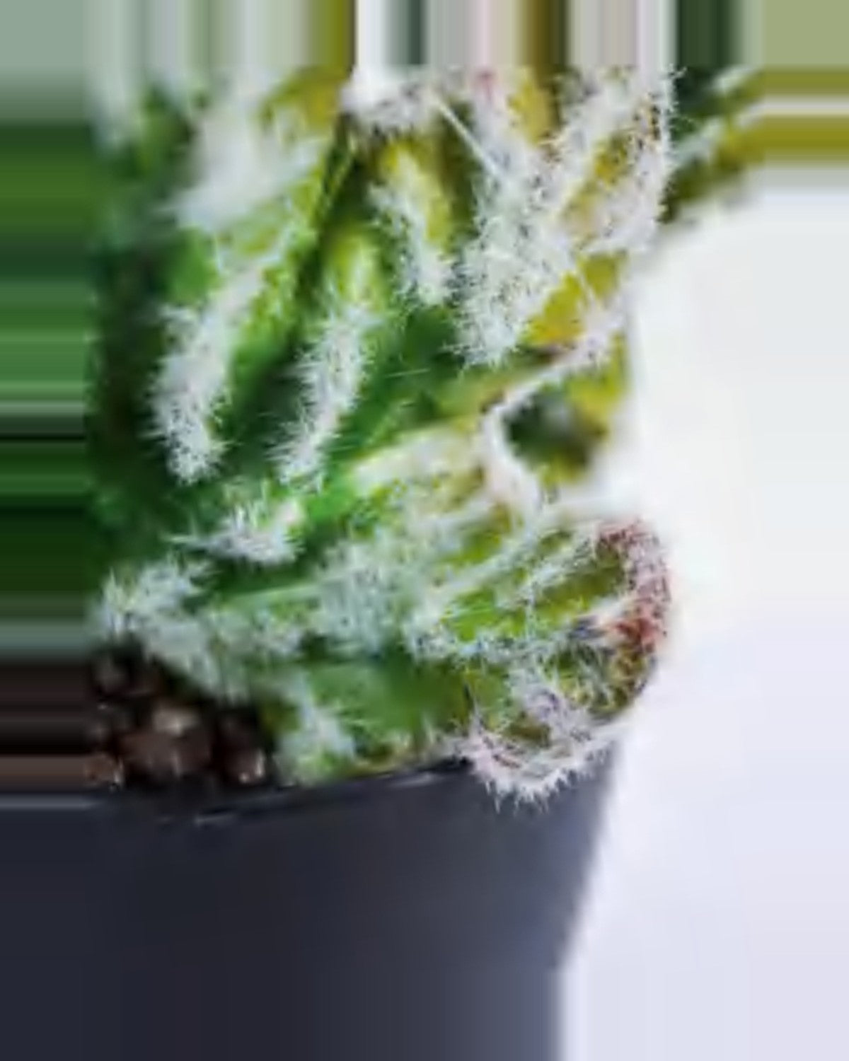 Terra Coral Cactus Euphorbia Plant — close-up detail 2, artificial coral cactus euphorbia plant