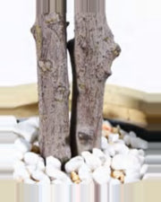 Clapas Fiddle Leaf Fig Tree — close-up detail 2, artificial fiddle leaf fig tree