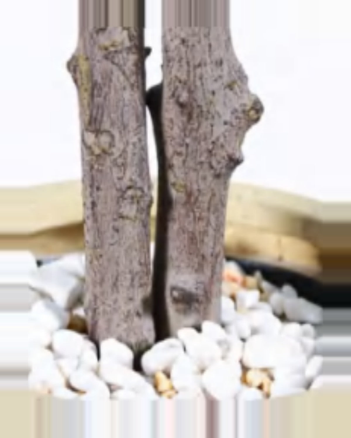 Clapas Fiddle Leaf Fig Tree — close-up detail 2, artificial fiddle leaf fig tree