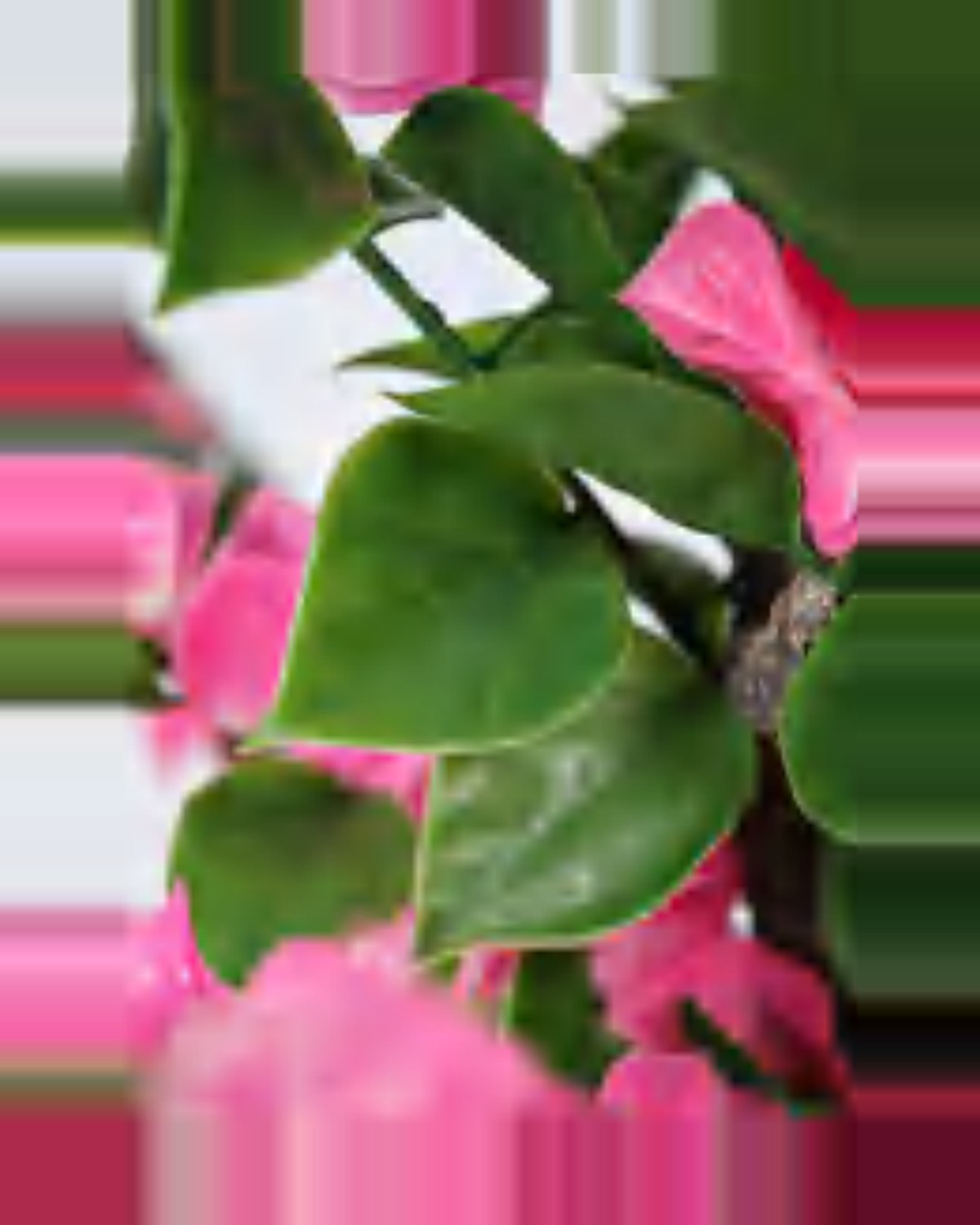 Oustau Bougainvillea Tree — close-up detail 2, artificial bougainvillea tree