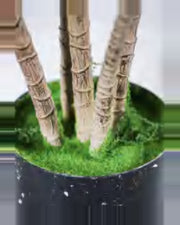 Farigoule Dracaena Plant — close-up detail 2, artificial dracaena plant
