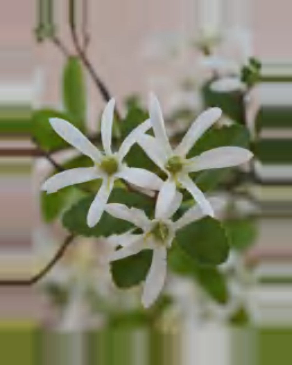 Sabbia Star Tree For Decor — close-up detail 3, artificial star tree for decor