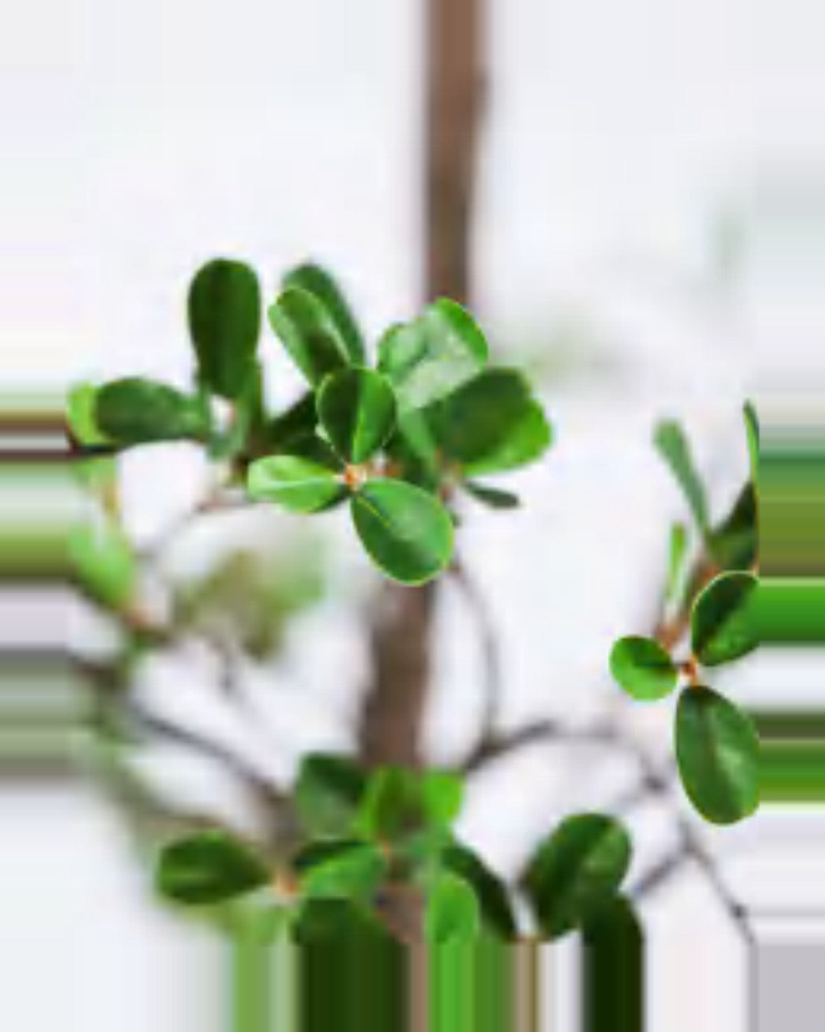 Ascoli Black Olive Tree — close-up detail 3, artificial black olive tree