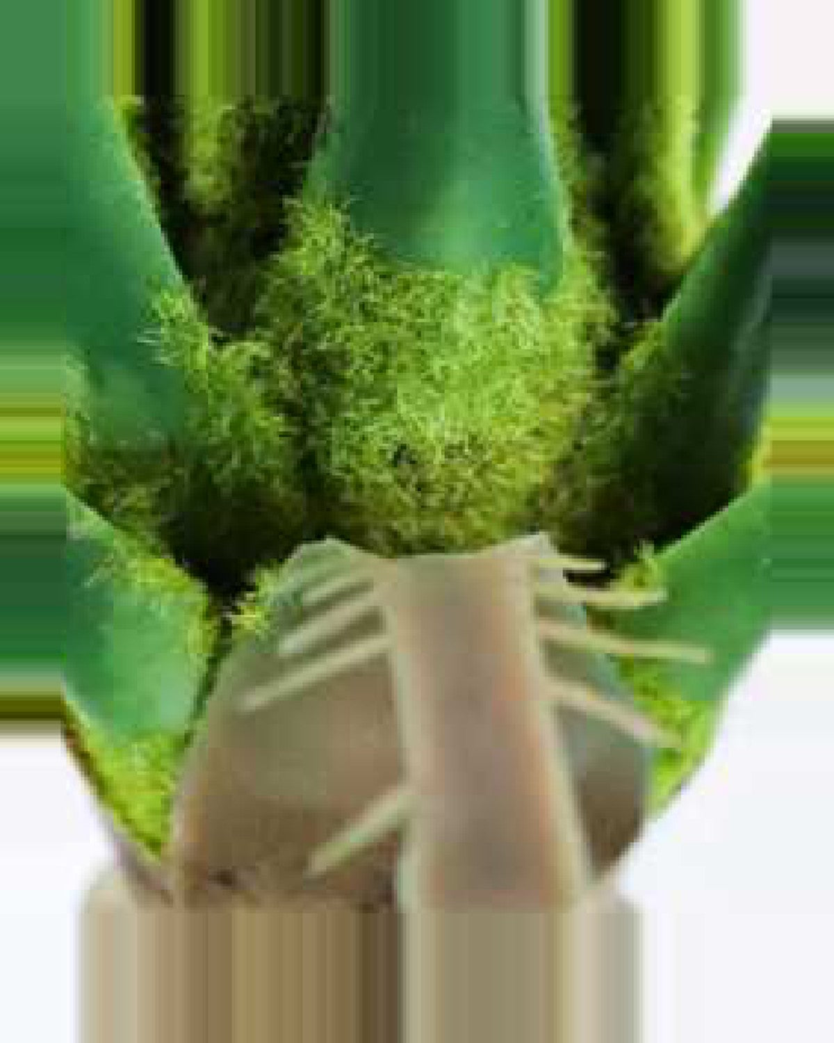 Estive Tropical Plants — close-up detail 3, artificial tropical plants