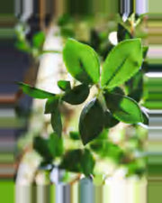 Vela Ficus Tree — close-up detail 3, artificial ficus tree