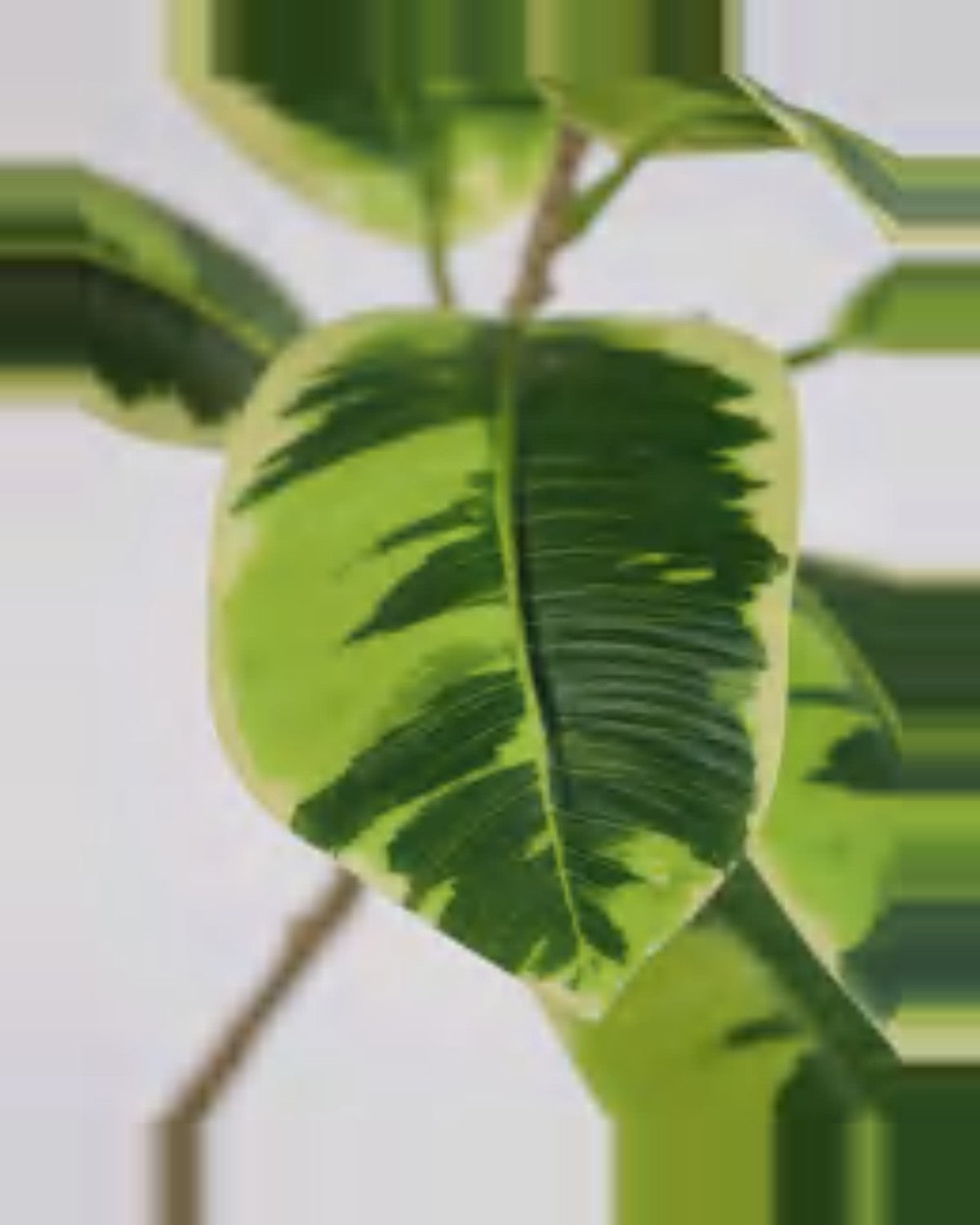 Cigale Rubber Tree — close-up detail 3, artificial rubber tree