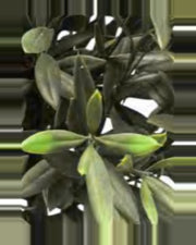 Modica Olive Tree — close-up detail 3, artificial olive tree