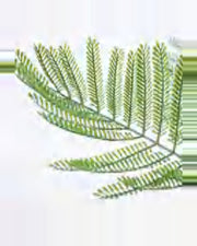 Garrigue Phoenix Palm Tree — close-up detail 3, artificial phoenix palm tree