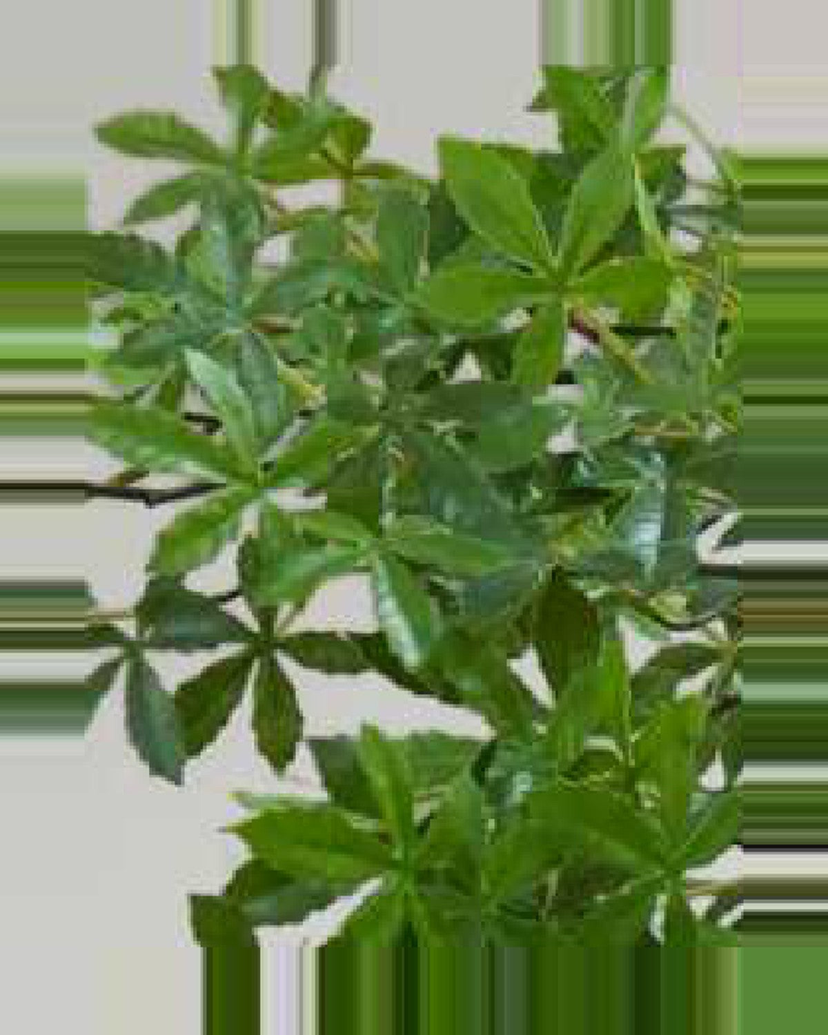 Clapas Green Tree Potted — close-up detail 3, artificial green tree potted