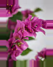 Bastide Bougainvillea Tree — close-up detail 3, artificial bougainvillea tree