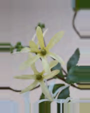 Ombra Star Blossom Tree — close-up detail 3, artificial star blossom tree