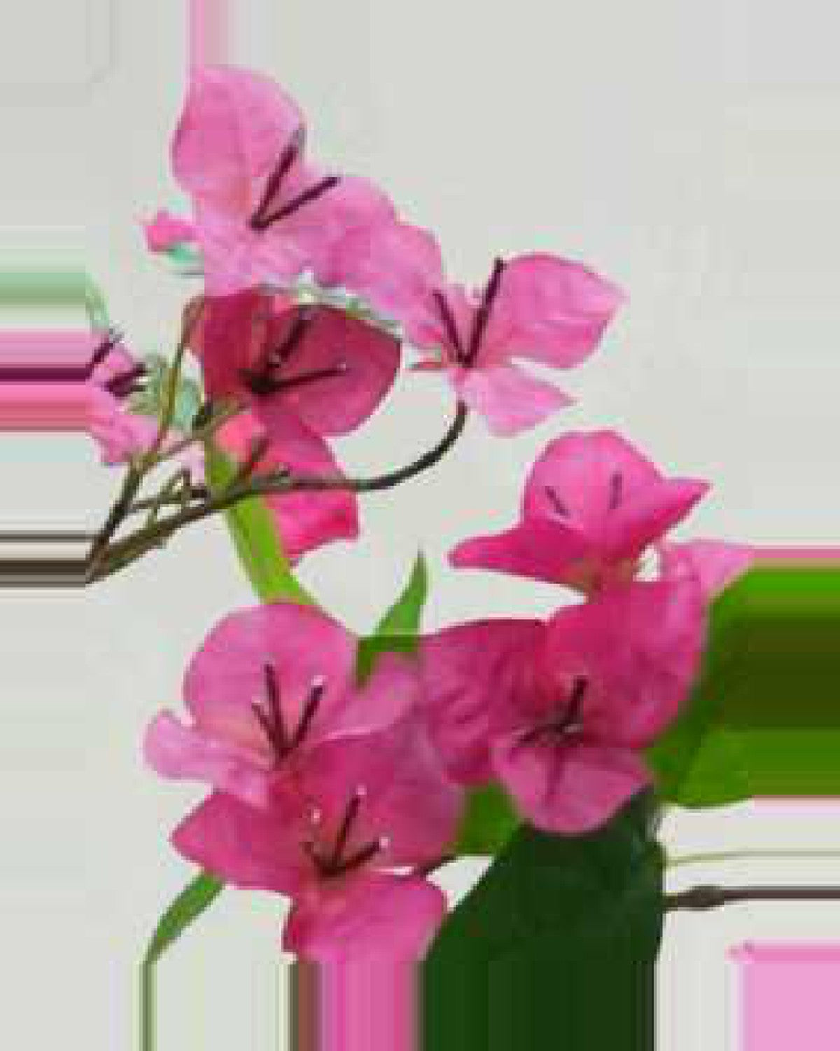 Lino Bougainvillea Tree Potted — close-up detail 3, artificial bougainvillea tree potted
