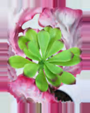 Sole Coral Cactus Plant — close-up detail 3, artificial coral cactus plant