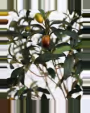 Fermo Olive Tree — close-up detail 3, artificial olive tree