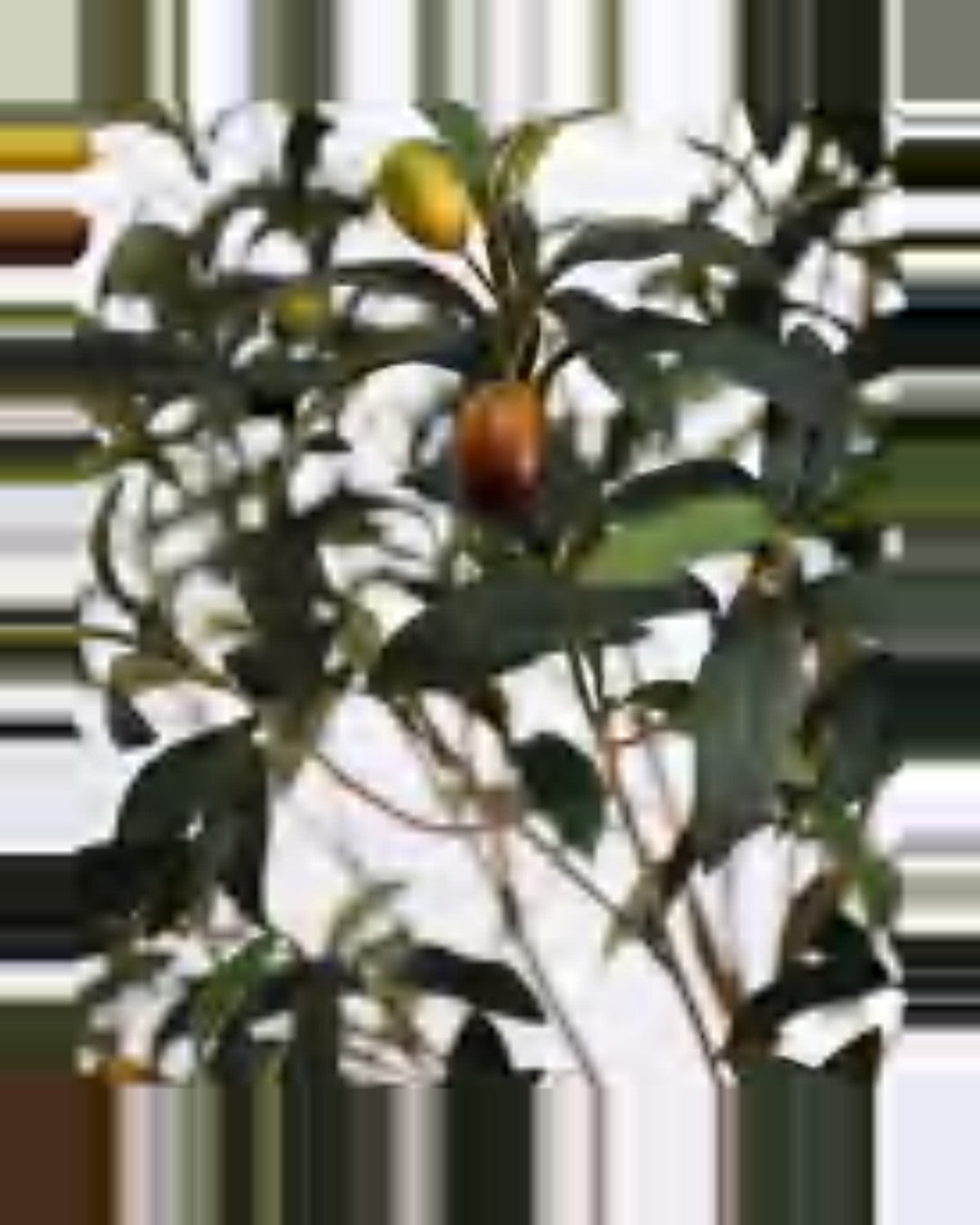 Fermo Olive Tree — close-up detail 3, artificial olive tree